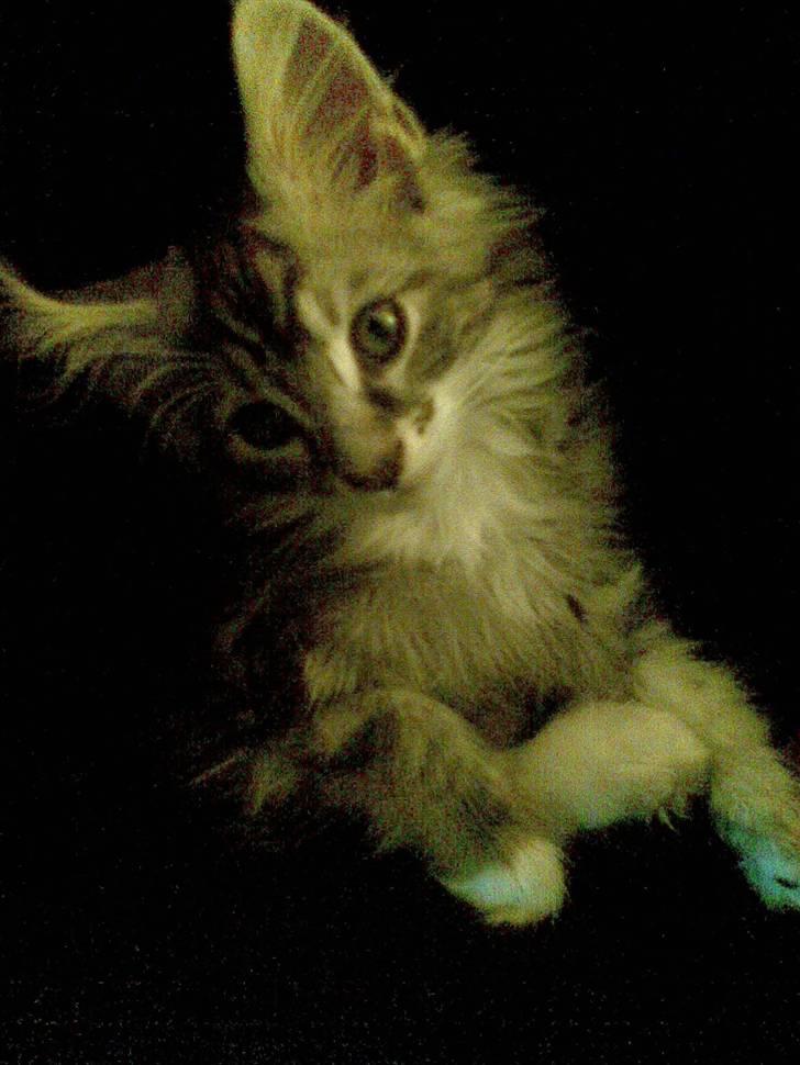 Maine Coon Burzum billede 8