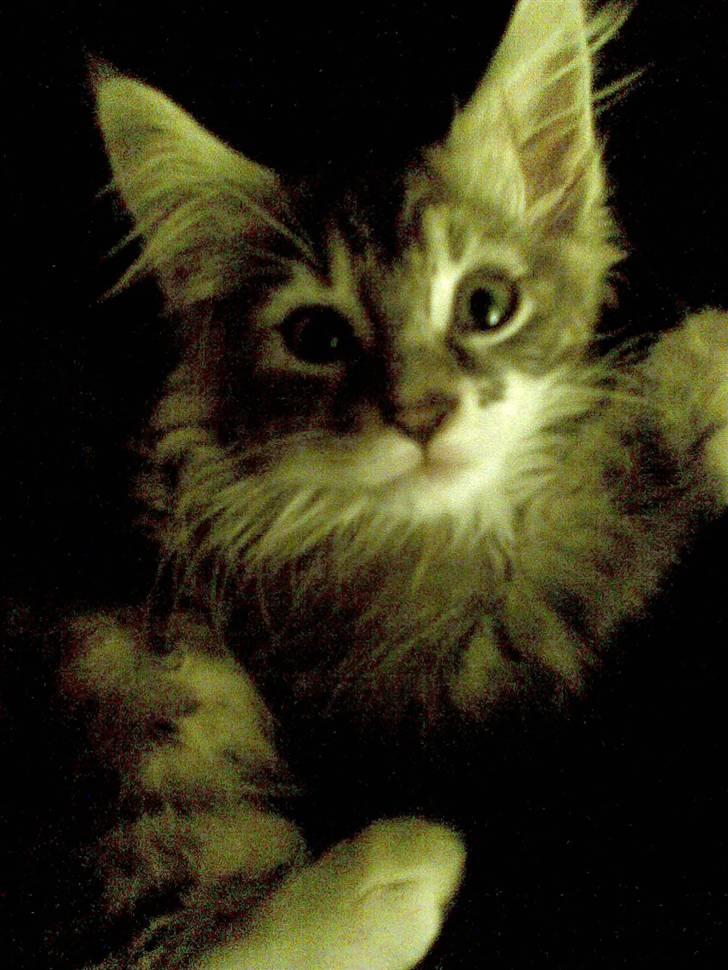 Maine Coon Burzum billede 9