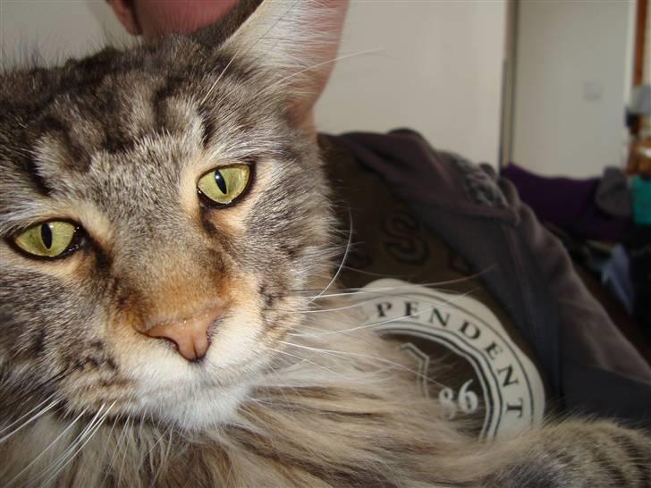 Maine Coon Gabriel - Gabriel d. 21-03-09 billede 15