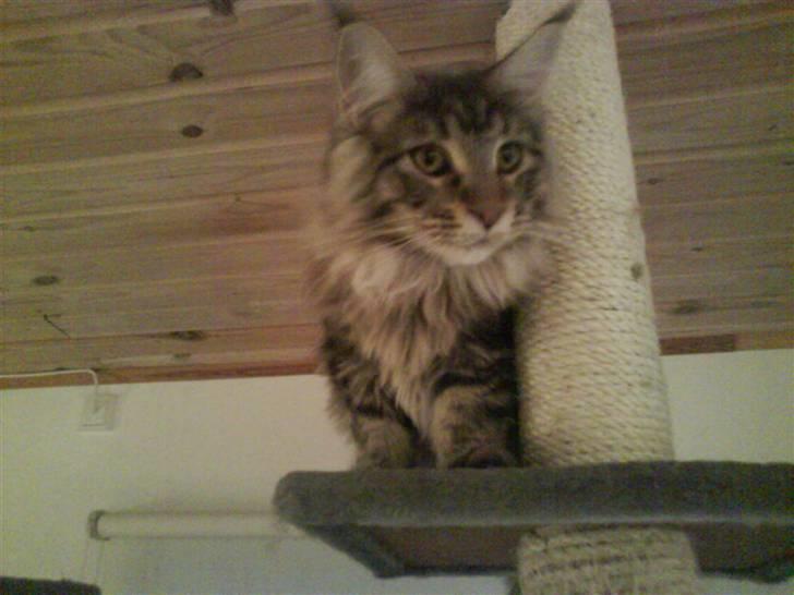 Maine Coon Gabriel - Gabriel d. 15-02-08 billede 16