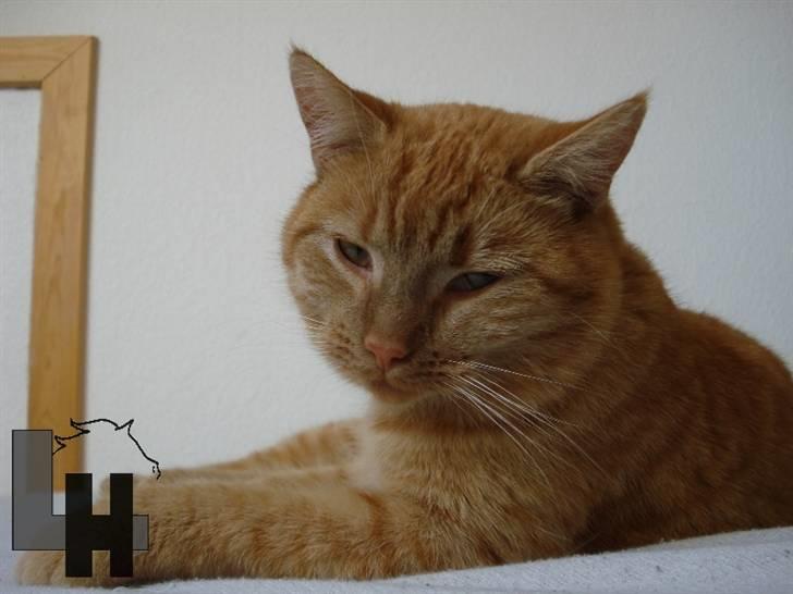 Huskat Kitty - -Velkommen til Kitty´s profil billede 1