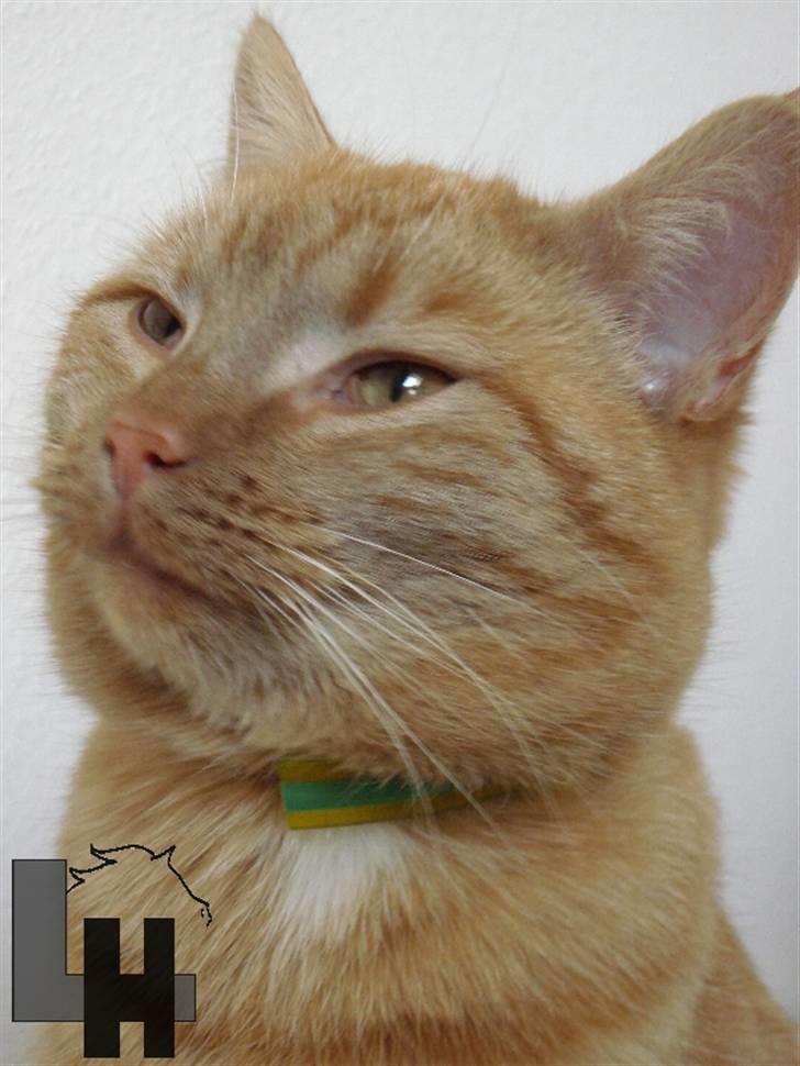 Huskat Kitty billede 2