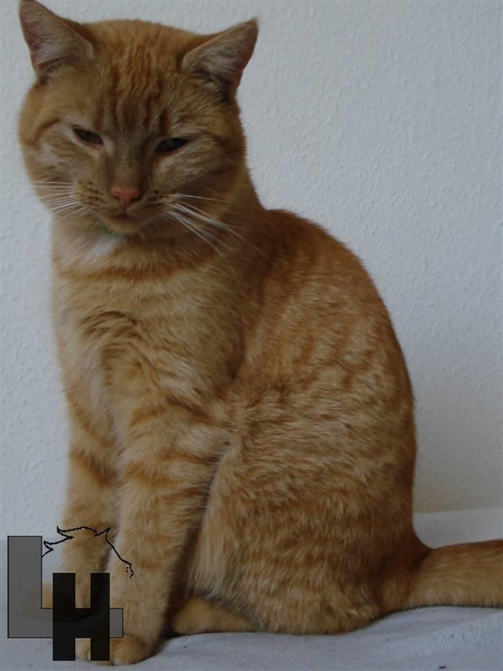 Huskat Kitty billede 3