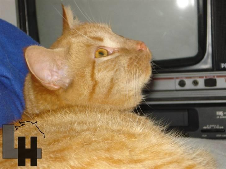 Huskat Kitty billede 4