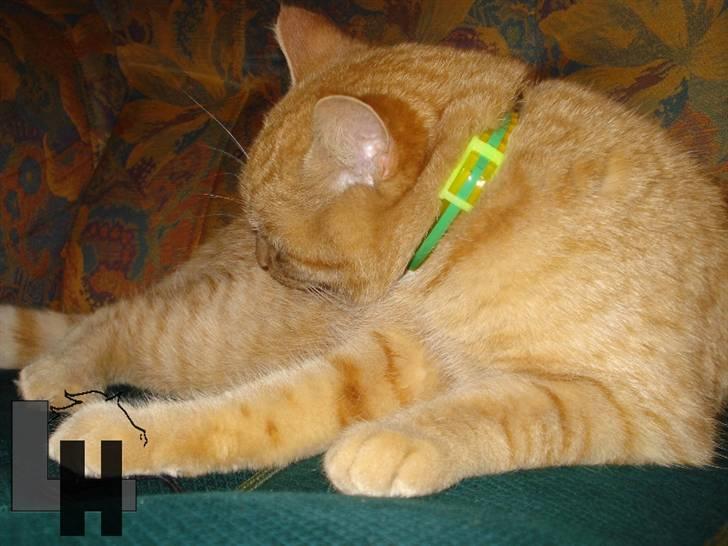 Huskat Kitty billede 5