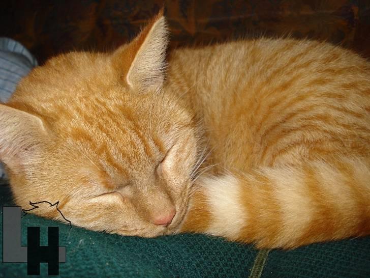 Huskat Kitty billede 6