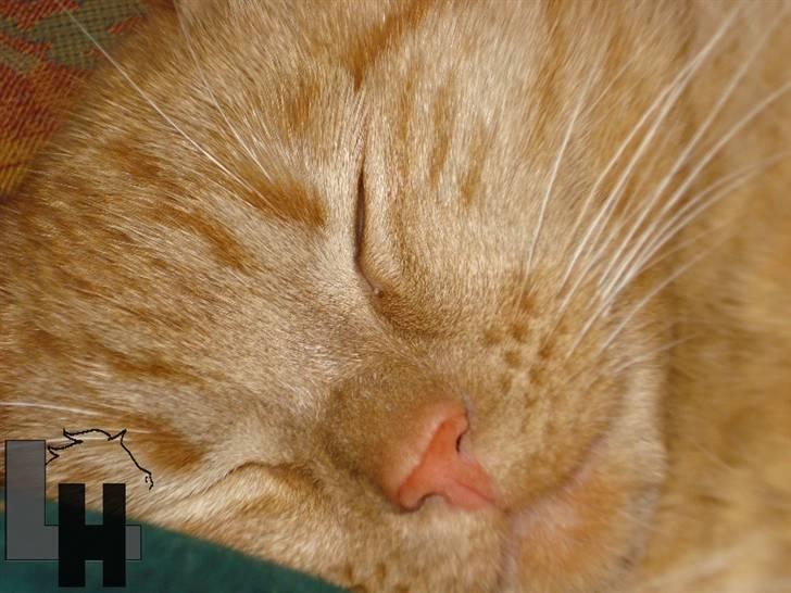 Huskat Kitty billede 7