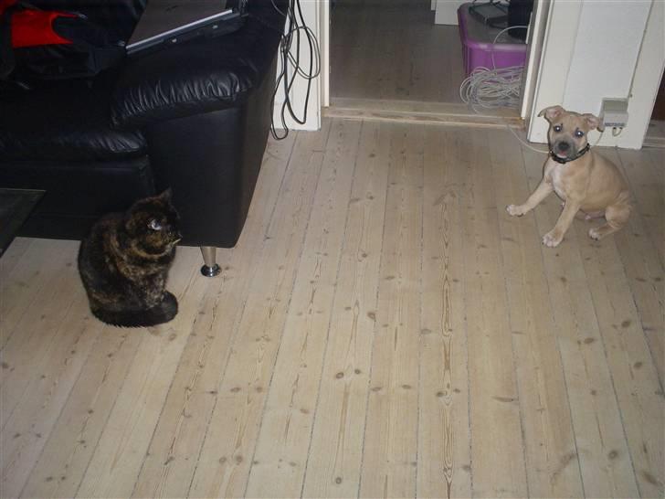Huskat Angel #R.I.P# - Der er flyttet en ny ind, ham skal jeg lige vende mig til... billede 17