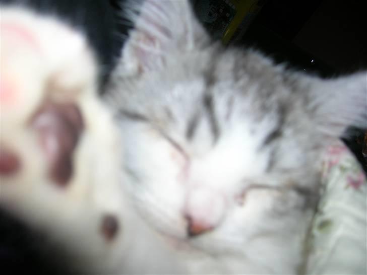 Blanding af racer Ib billede 9