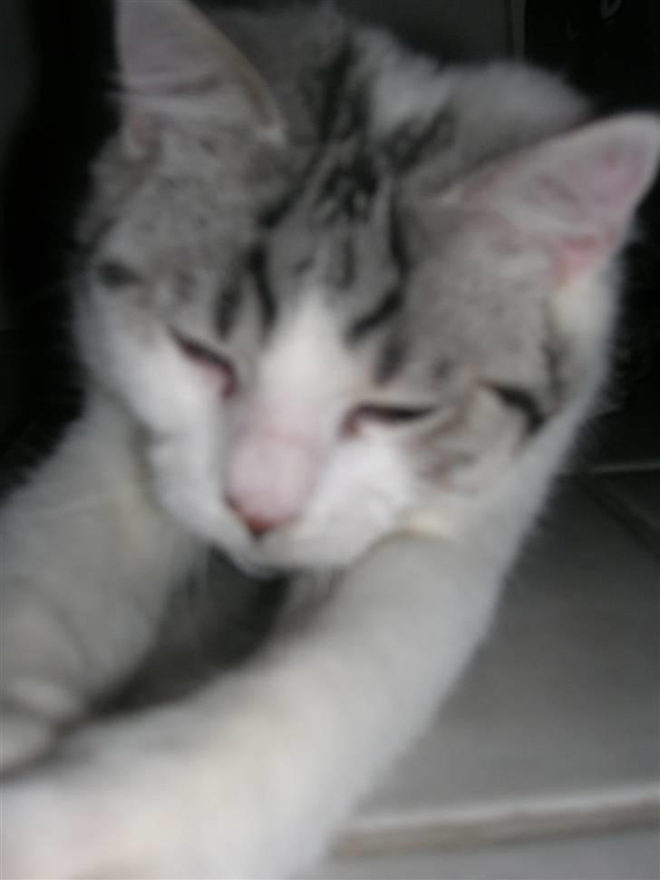 Blanding af racer Ib billede 10