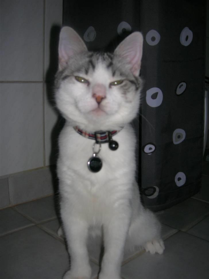 Blanding af racer Ib billede 11