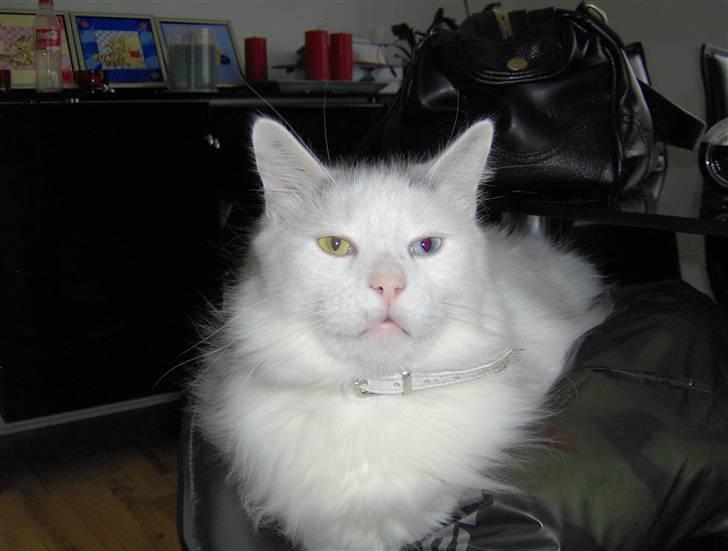 Norsk Skovkat Ice billede 1