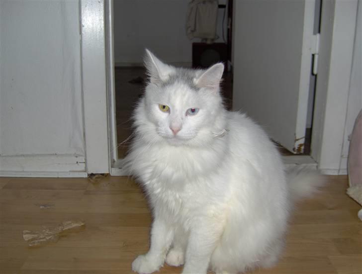 Norsk Skovkat Ice billede 2