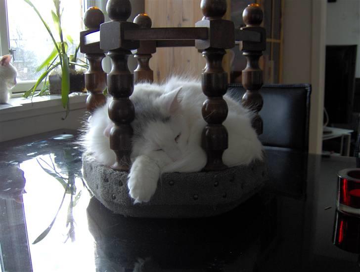 Norsk Skovkat Ice billede 3