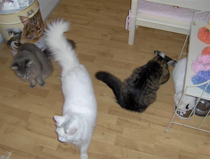 Norsk Skovkat Ice billede 4