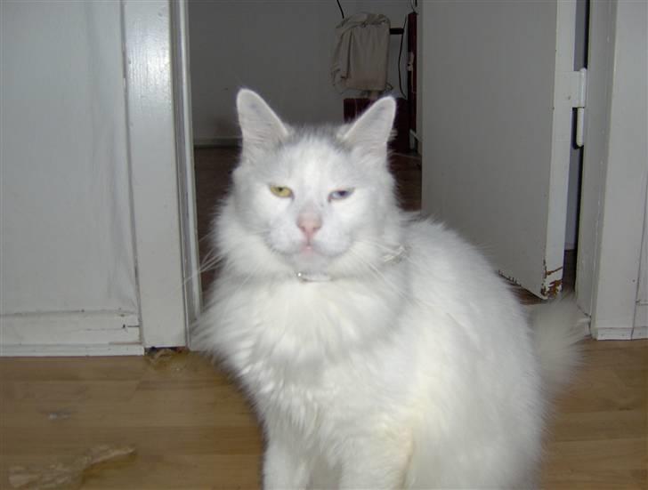 Norsk Skovkat Ice billede 5