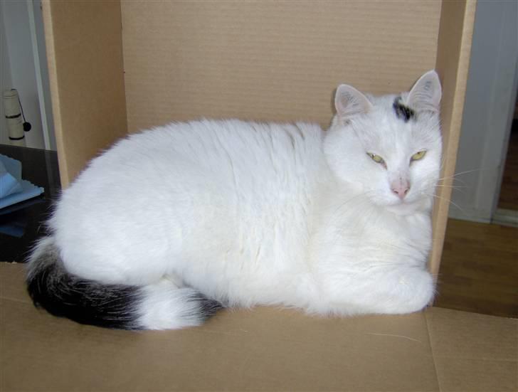 Huskat My-macoon - Vores første kat. Huskat/ Maine coon billede 1