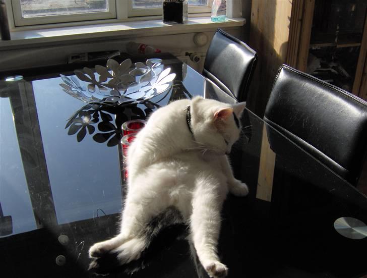 Huskat My-macoon billede 2