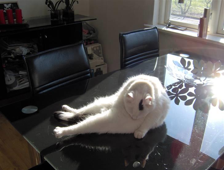 Huskat My-macoon billede 3