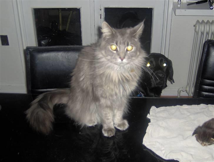 Maine Coon Main-niqua (RIP) billede 6