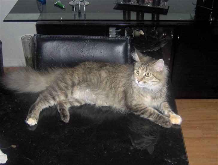 Maine Coon Charmain -(Viveka) billede 6