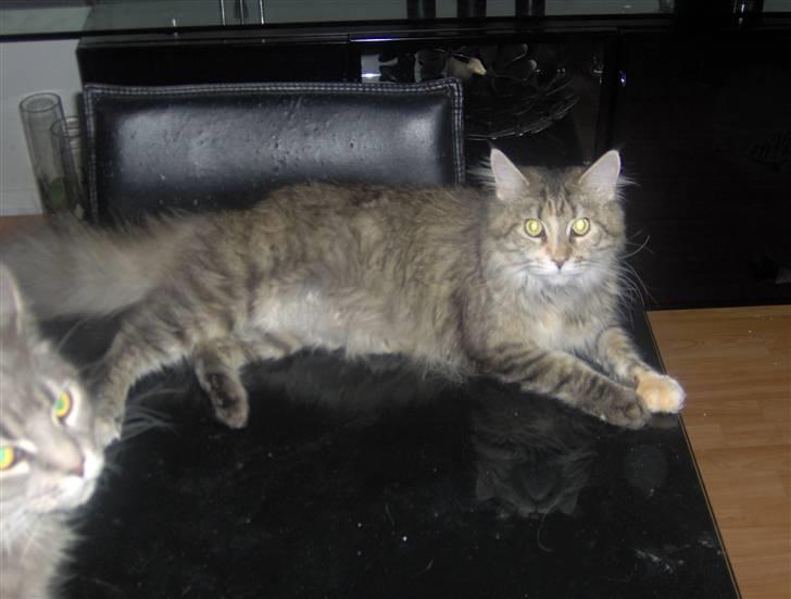 Maine Coon Charmain -(Viveka) billede 7