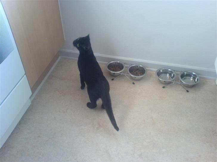 Huskat Sigurd - Sigurd der er ved at undersøge sit nye hjem billede 2