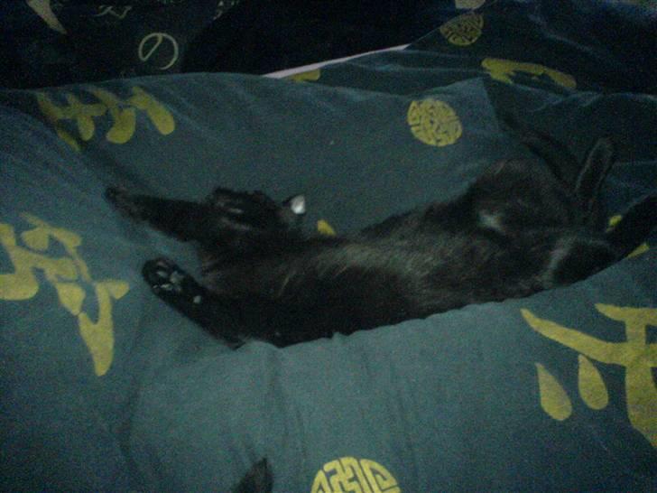 Huskat Sigurd - Sigurd hygger sig i sengen :) billede 4