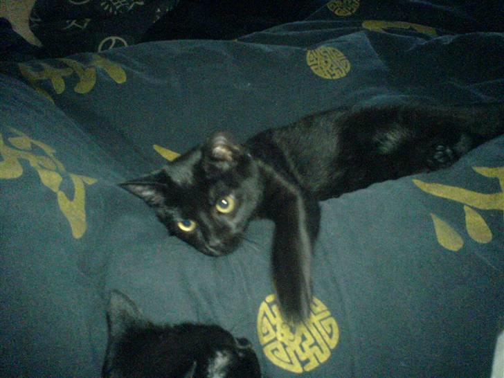 Huskat Sigurd - Sigurd ligger og driller Bettemis i sengen :) billede 5