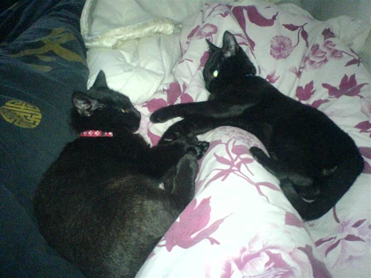 Huskat Sigurd - Sigrud (blåt halsbånd) og Bettemis (rødt halsbånd) ligger og leger og slikker hinanden <´3 billede 6