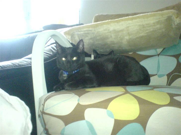 Huskat Sigurd - Sigurd vogter Bettemis der ligger bag ham <´3 billede 7