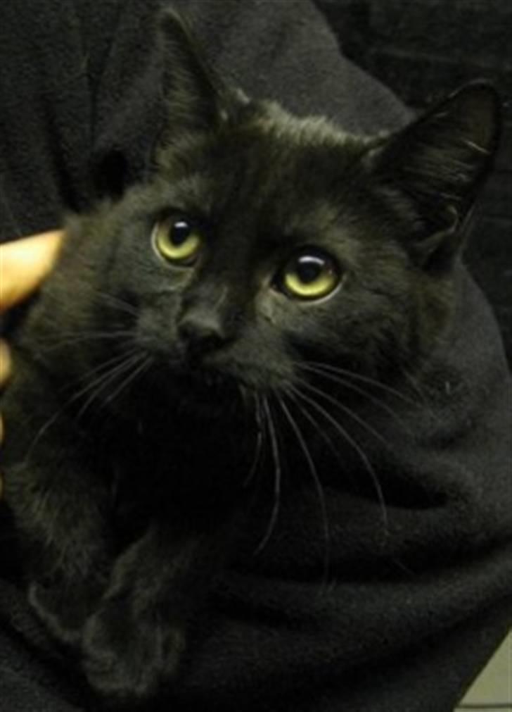 Huskat Bettemis - Bettemis <´3 billede 1