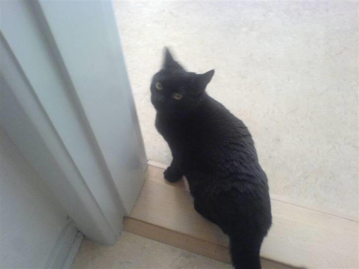 Huskat Bettemis - Bettemis på opdagelse i sit nye hjem. billede 2