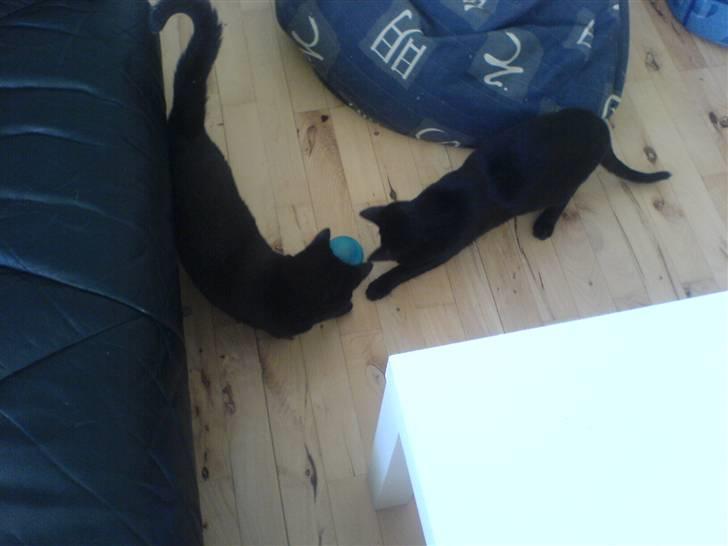 Huskat Bettemis - bettemis og Sigrud elsker at  lege med deres mad bold :) (der kommer mad ud af bolden når de får den til at trille) billede 3