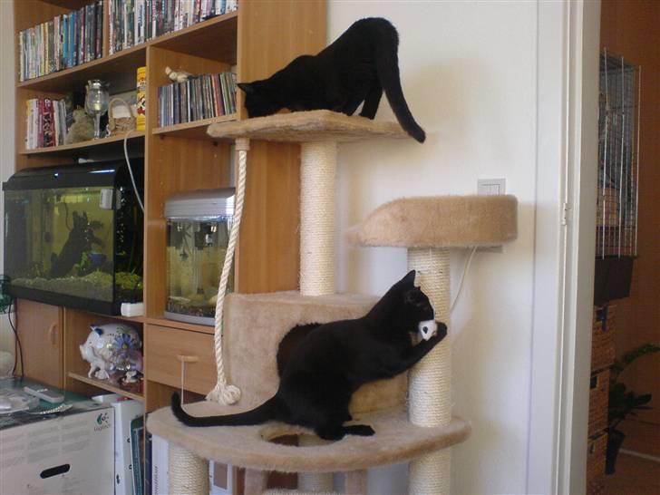 Huskat Bettemis - Bettemis på toppen mens Sigrud leger med musen :) billede 4