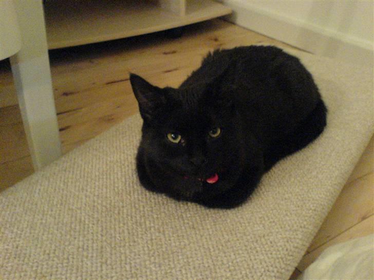 Huskat Bettemis - Bettemis ligger og slapper af billede 5