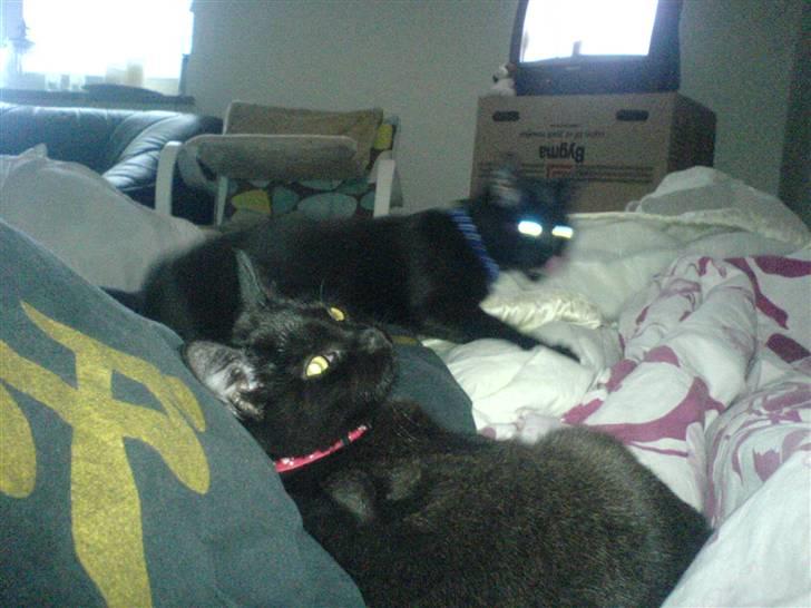 Huskat Bettemis - Bettemis og Sigurd i baggrunden. (kvaliteten kunne ha været bedre) billede 6