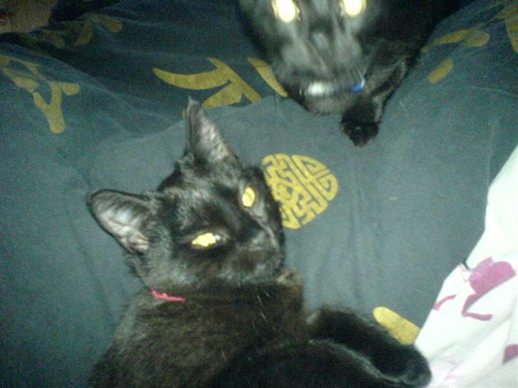 Huskat Bettemis - Bettemis slapper af i sengen med Sigrud <´3 billede 7