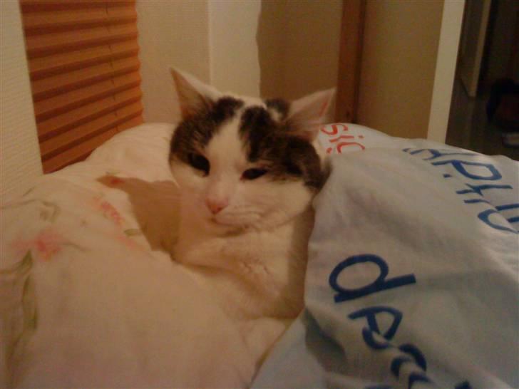 Huskat Susi billede 1