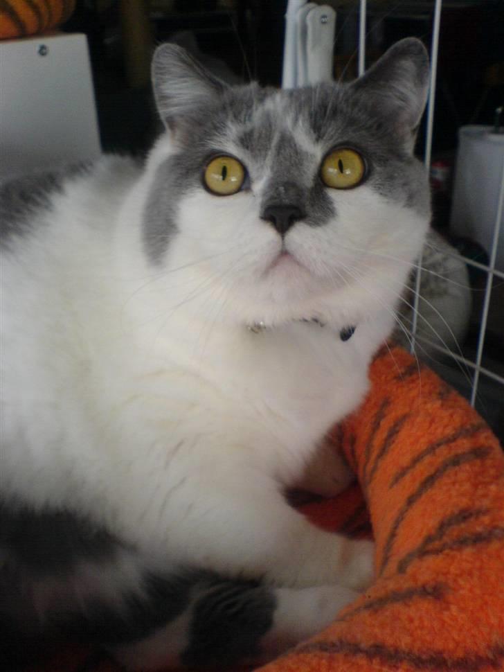 British Shorthair DK Hentzel's Milli R.I.P. billede 10