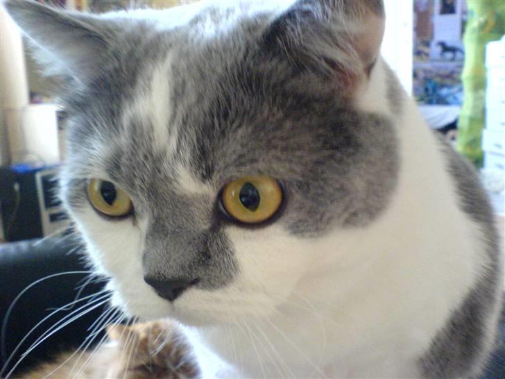 British Shorthair DK Hentzel's Milli R.I.P. billede 11