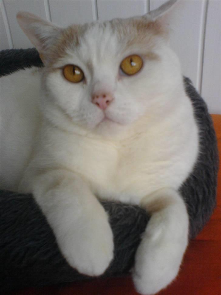 British Shorthair Dk Hentzel's Nuller 11 år billede 10