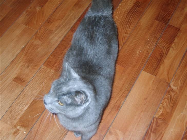 Huskat Leopold<3 aflivet;( - Hej og velkommen til Leopolds profil. Smid gerne en bedømmelse og kommentar. Leopold kigger efter mad:) billede 1