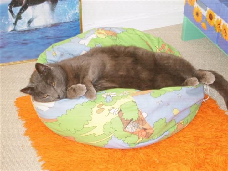 Huskat Leopold<3 aflivet;( - Leopold slapper af i Bamse og Kylling sækpuden:) billede 2