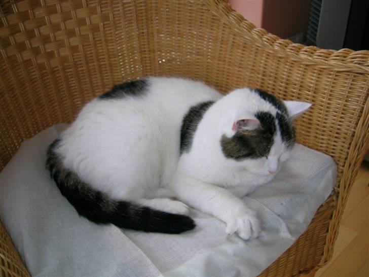 Huskat Susi billede 2