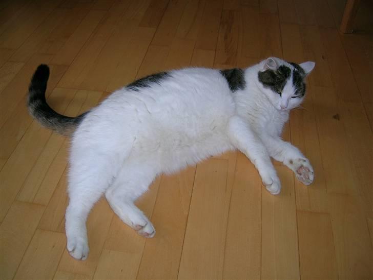 Huskat Susi billede 3