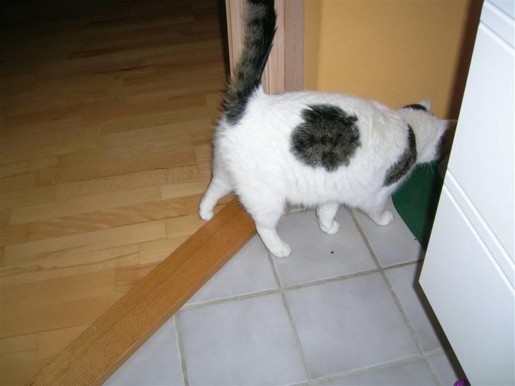 Huskat Susi billede 4