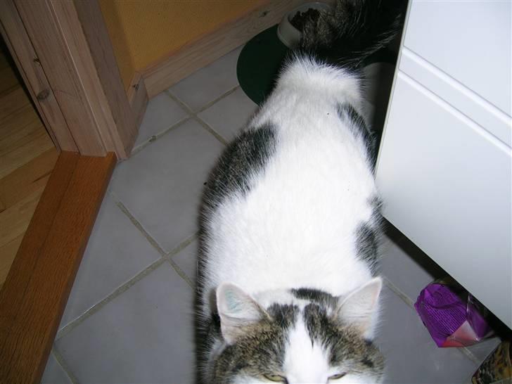 Huskat Susi billede 5