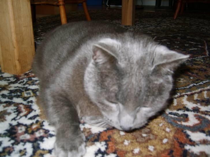 Huskat Leopold<3 aflivet;( - Leopold ligger på gulvtæppet:) billede 3