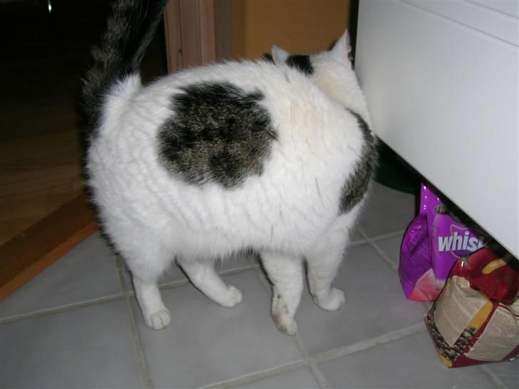 Huskat Susi billede 6